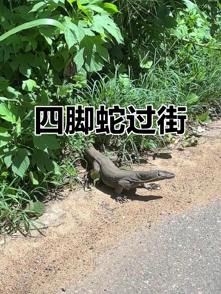 我是你们的铁匠爹爹