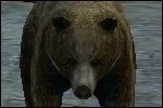 LTBear.jpg
