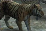 LTTiger.jpg