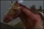 LTHorse.jpg