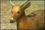 LTDeer.jpg